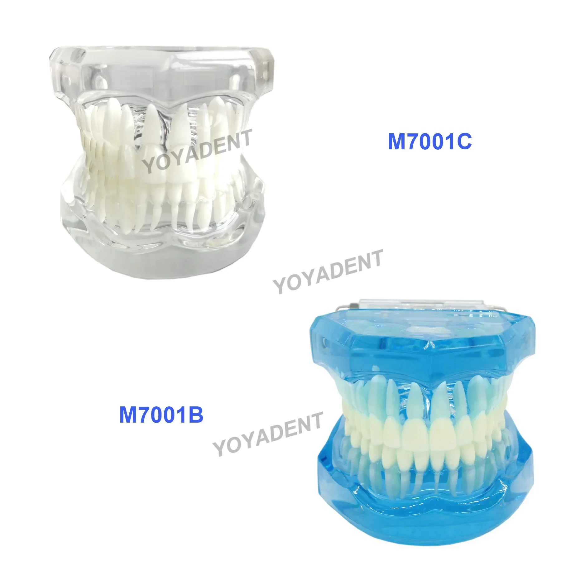 Multiple Types Dental Teeth Model Teaching Models Typodont Orthodontic Model For Studying Dentistry Products Demo