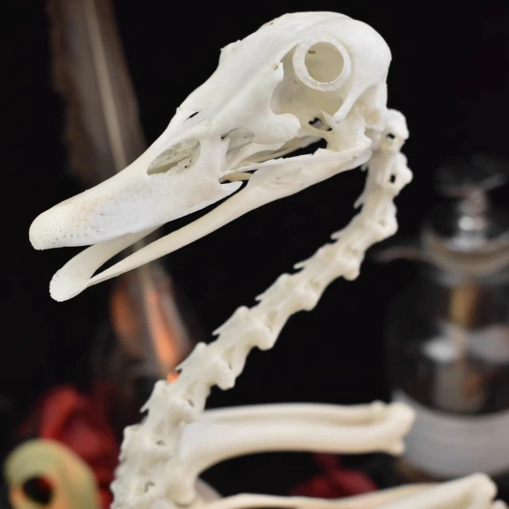 2096 Duck Bone Craft Educational Biology Science Project Teaching Model Non-Toxic Resin Material Classroom Demonstration Learn