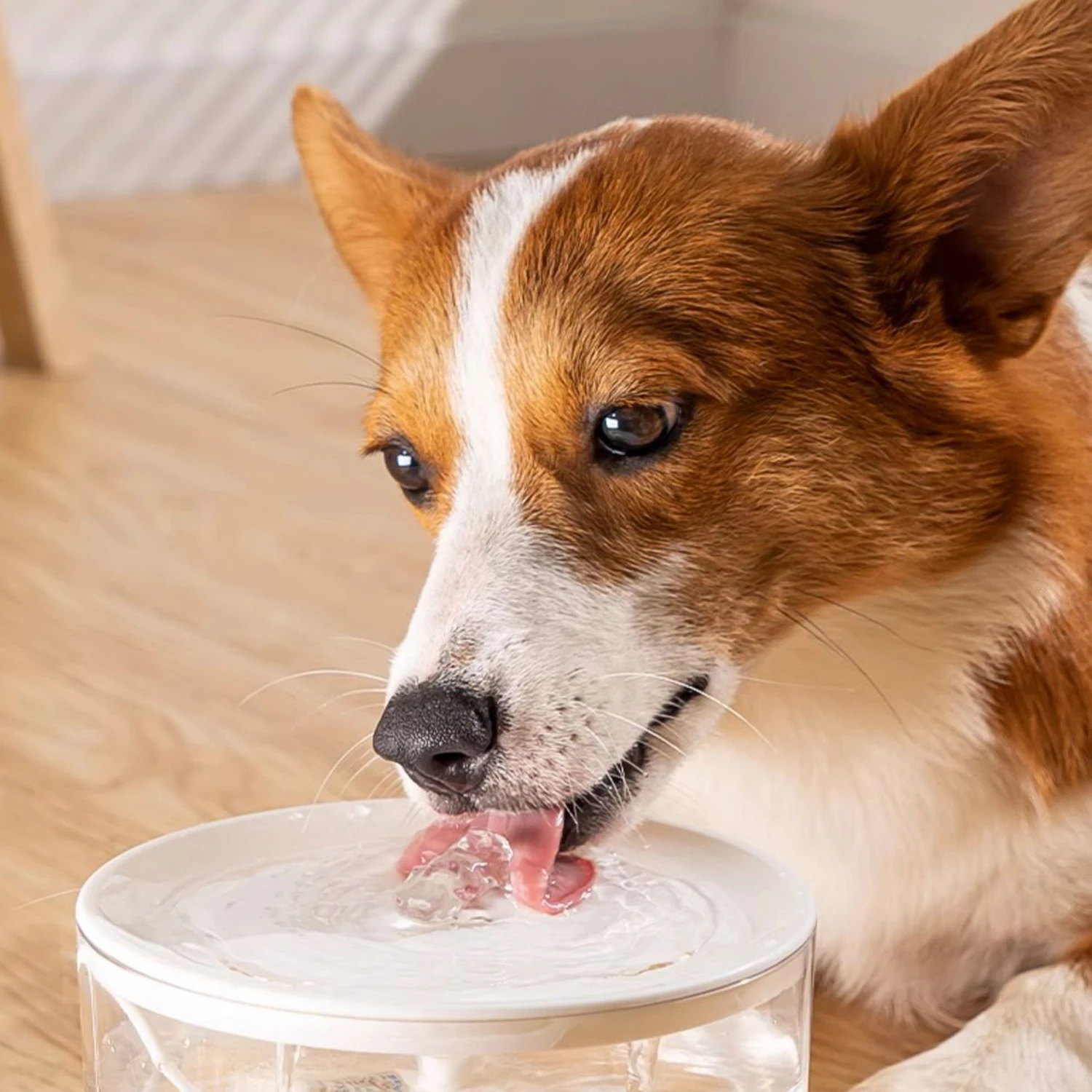 Fontana di acqua per animali domestici a circolazione automatica filtro dell\'acqua per petali trasparente Dispenser di acqua per cani con acqua