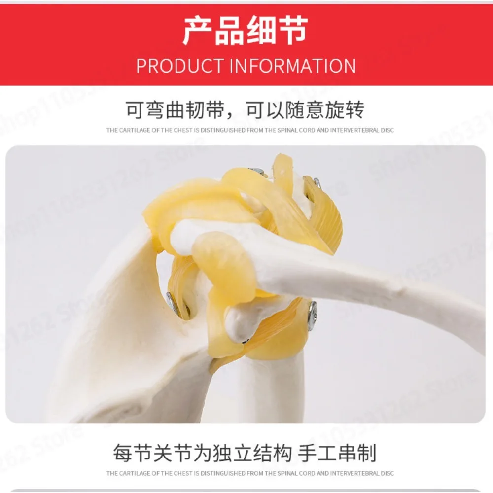 Shoulder Joint Model Functional with Ligaments Anatomy Teaching Simulation for Medical Education