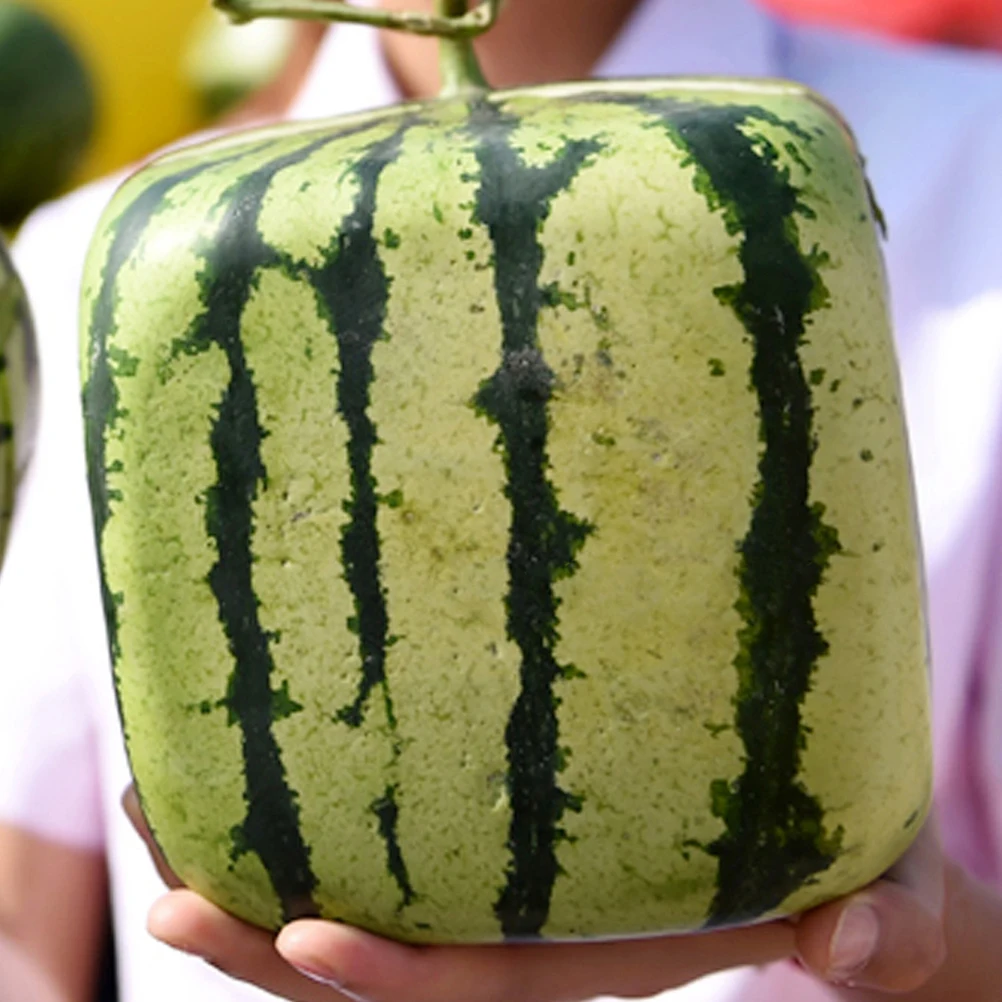 

Square Watermelon Growth Mold PC Shaping Tool Gardening Fruits Vegetable Molds Lightweight Storage Carry Reshape Fruit