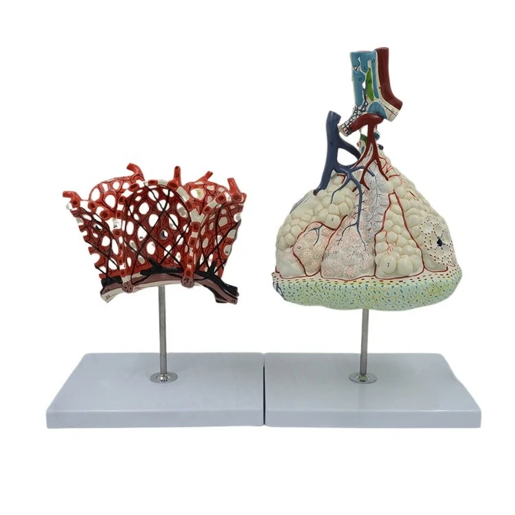 Human lung bronchial magnification anatomical model Teaching respiratory system model