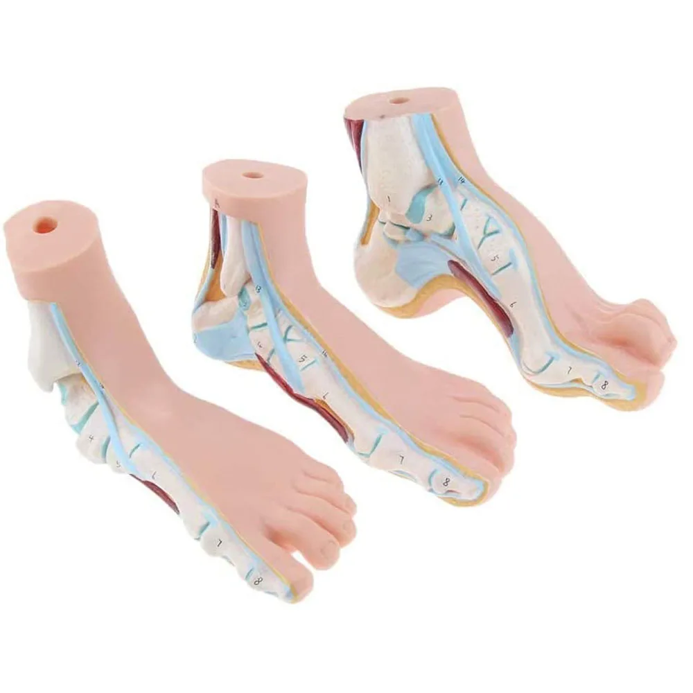 3Pcs Foot Anatomical Model Human Foot Ankle Joint Model Anatomical with Ligament Teaching Model PVC Supplies