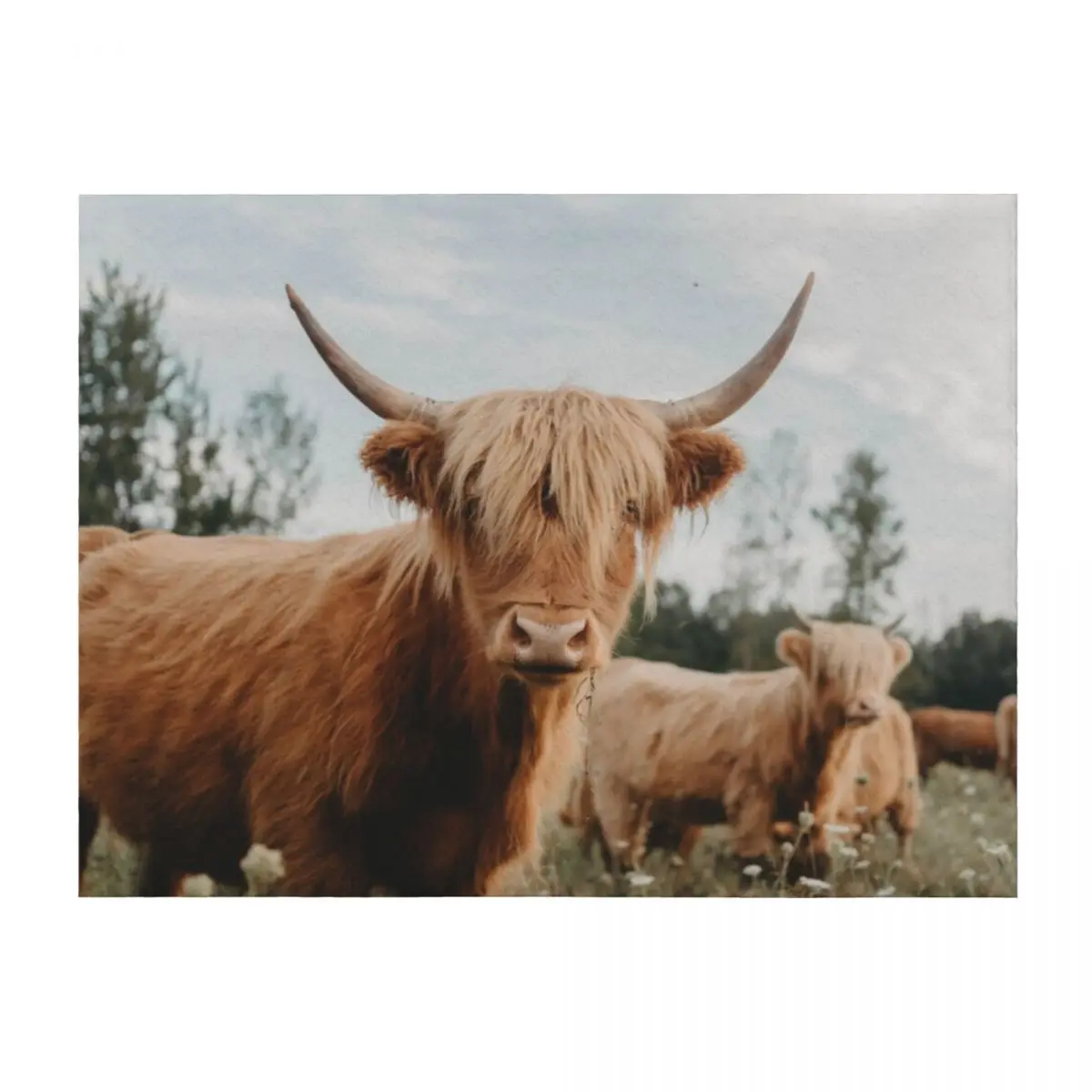 

Curious Highland Cow Throw Blanket Thermals For Travel Weighted blankets and throws Blankets