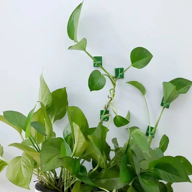 مشابك تثبيت النباتات المتسلقة  - مراجعة Vine Climbing Plastic وسعره