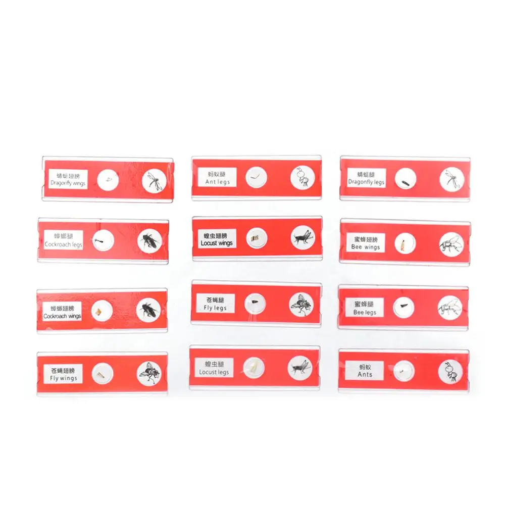 Plastic Microscope Slides Animals Insects Plants Flowers Sample Specimens Microscope Sample Prepared Slides Multicolor Kids