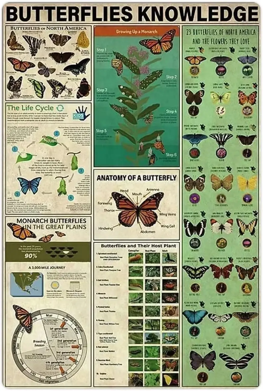 Butterflies Knowledge Metal Tin Signs Butterfly Infographics Retro Posters Animal Science Guide Plaques Home Office Room Ed sign