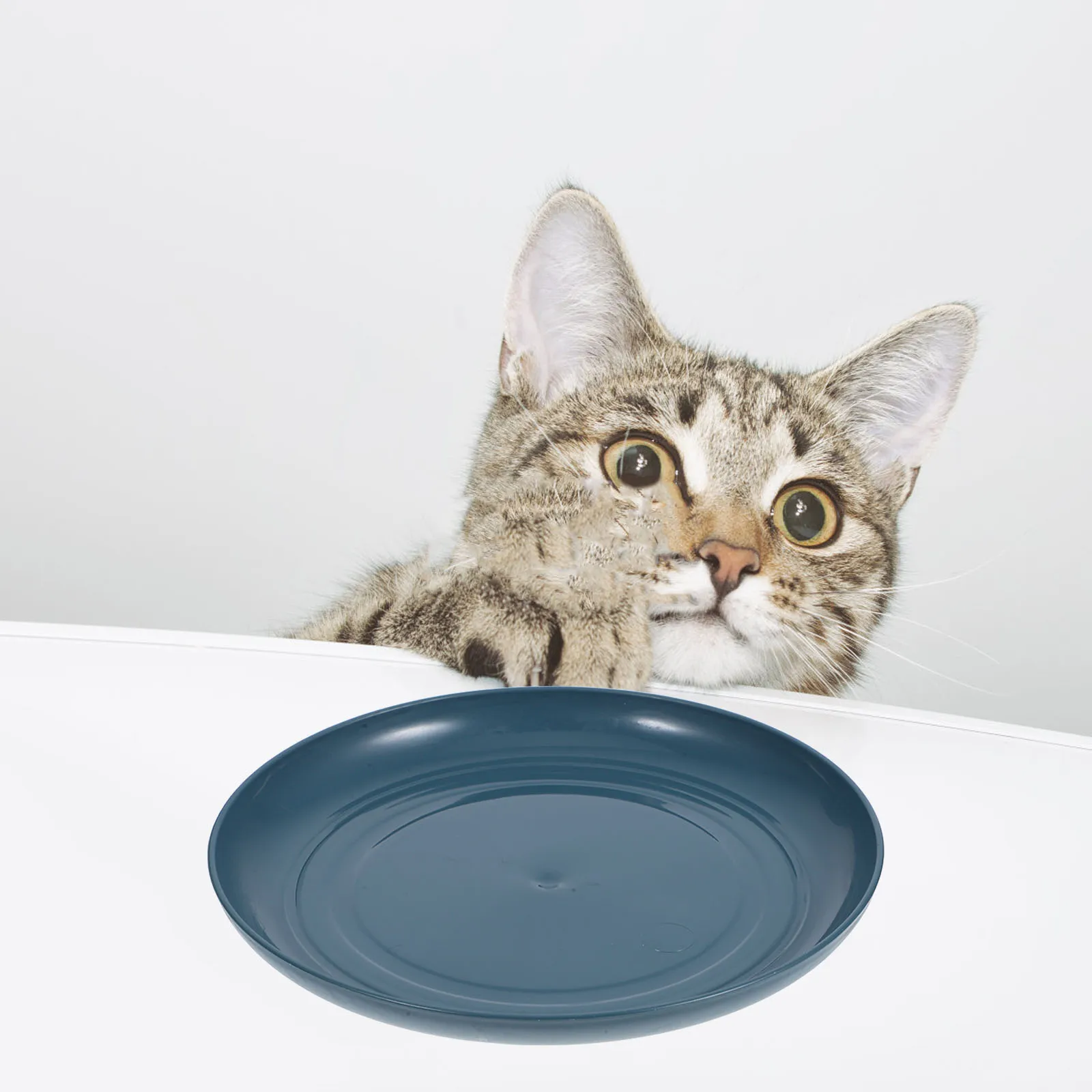 

8 Cat Bowls Robust Base Kittens Short-legged Cats Blue Pet Food Dishes Snack Plates Water Bowl Dog Feeding Station cat