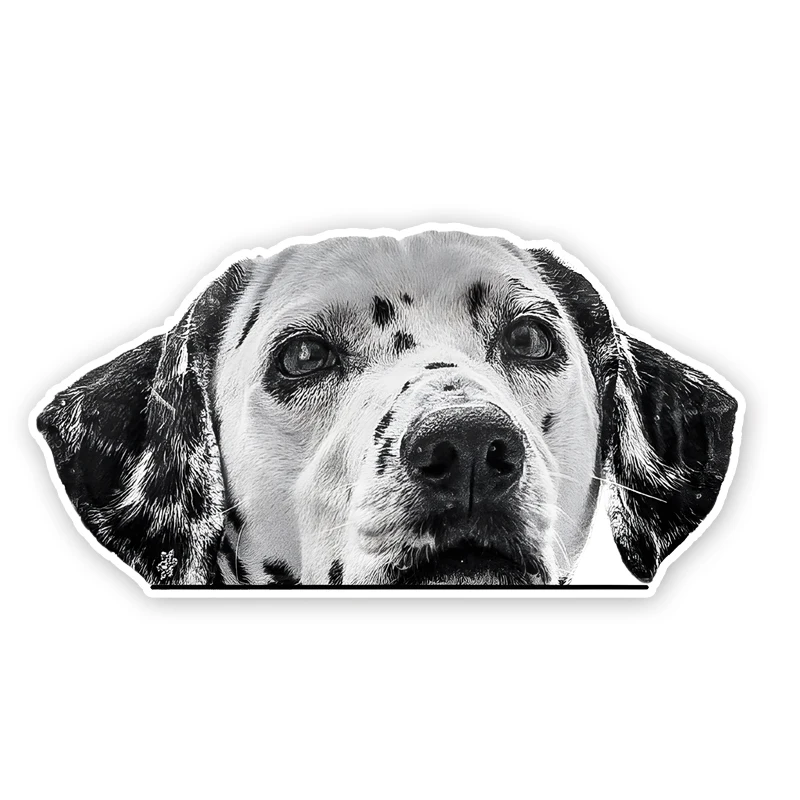 

DK318# Dalmatian Car Stickers Funny Creative Waterproof Vinyl Decal Motorcycle Decorative Accessories