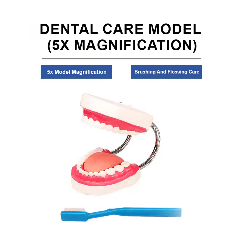 ADA Durable PVC 5X Giant Teeth Model HY Wear-Resistant Manikin Comparative Observation Dental Care Simulator for Classroom Study