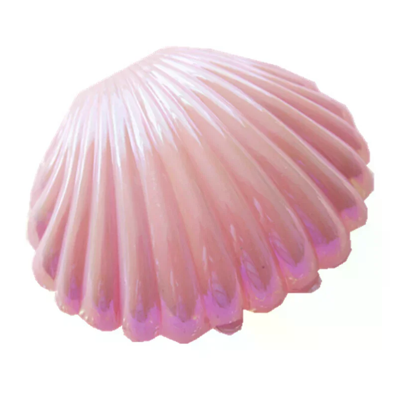 Shell Ring Necklace Earrings Jewelry Storage Organizer Box Case Charm Gift Fashion Jewelry Accessories Daily Wear