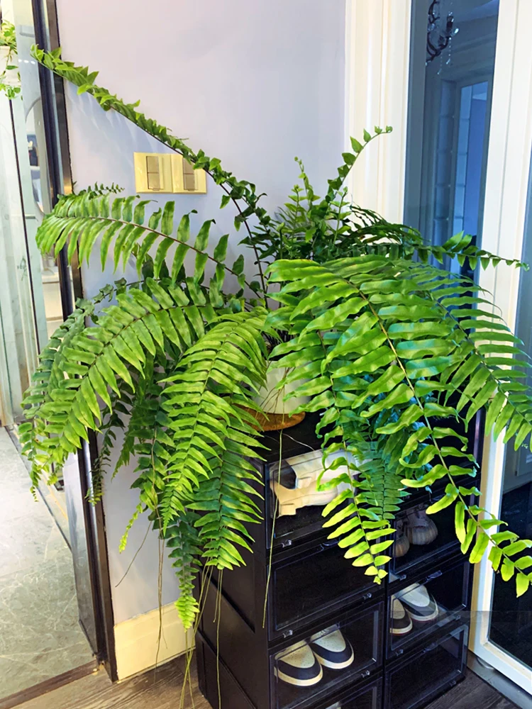 Persian Living Room Balcony Formaldehyde Absorbing Fern Hanging Plants Green Plants Potted Plants