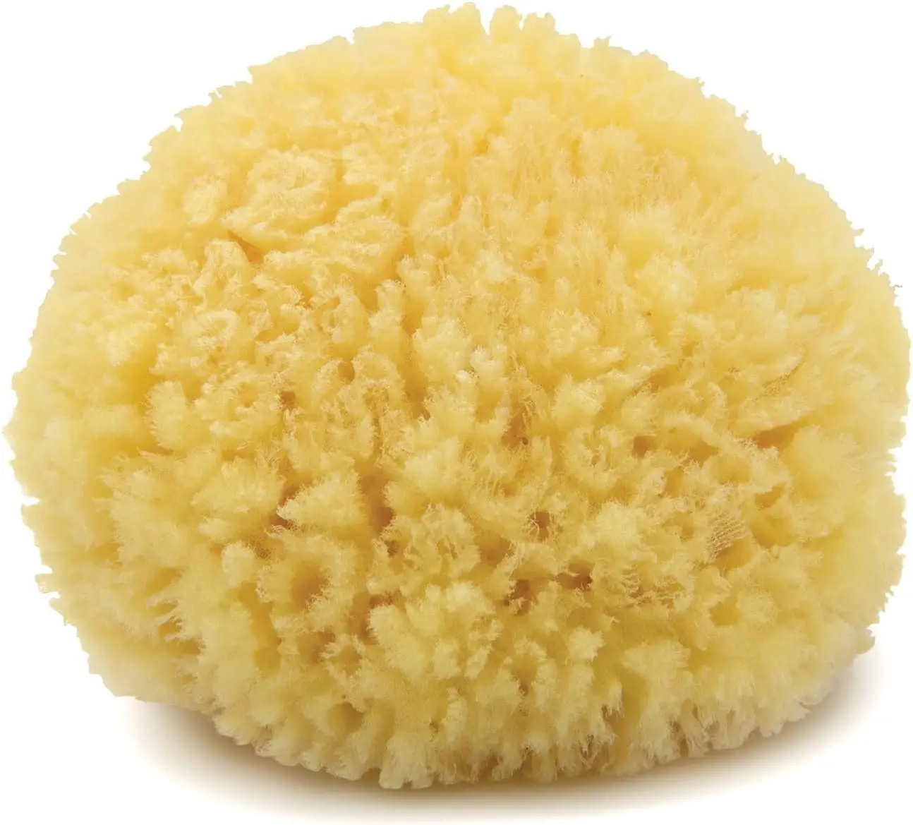 Natural Eco-Friendly Bath Sponge, Hand Processed, Medium (5-6 Inch), Caribbean Sea Sponge