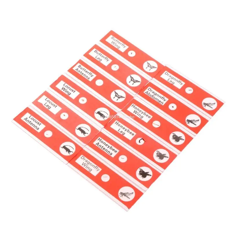 Dropship Microscope Slides Lens Biology Flower Animals Plant Sample for Children