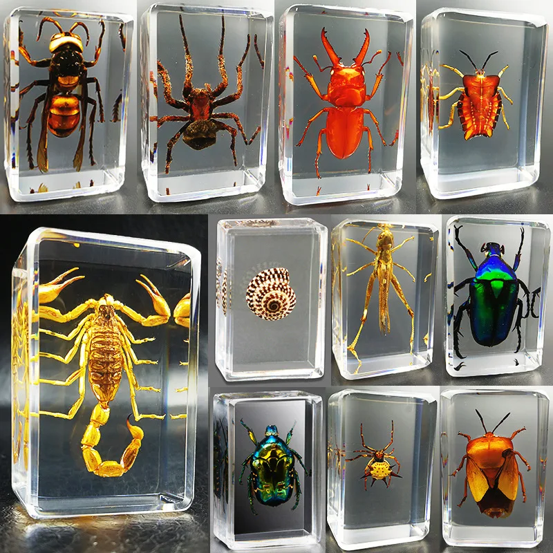 New real insect specimens transparent resin spider autumn beetle beetle scorpion butterfly science