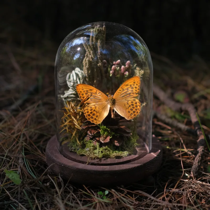 Butterfly specimen decoration insect glass cover micro-landscape ecological three flower display decoration