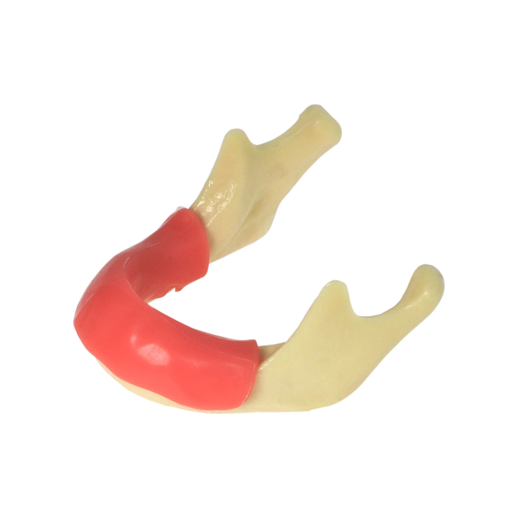 Dental Mandibular Implant Model With Gum Simulation Bone for Drilling Practice M2023 Dentistry Education