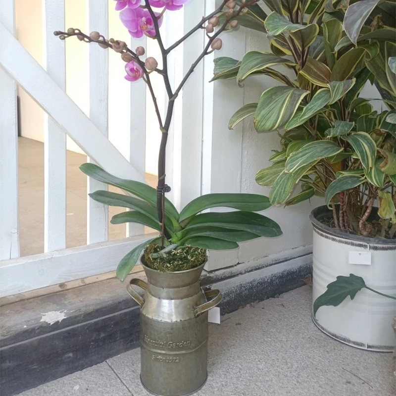 Antique Iron Decorative Farmhouse Bucket For Home Garden Office Tabletop Centerpiece Flower Display high quality