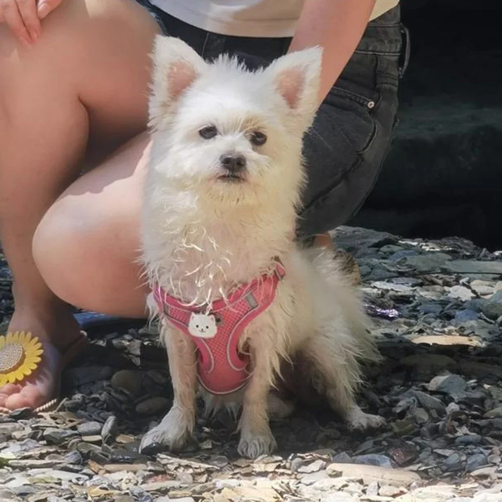 Mesh Breathable Pet Harness for Small Medium Dogs Outdoor Puppy Dog Harnesses and Leash for Walking Pomeranian Mascotas Supplies