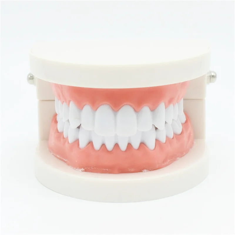 Modelo de dientes dentales para enseñanza, herramienta de demostración de estudio, dentista estándar, estudiante, 1 unidad