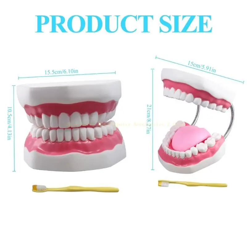 Modelo dentes adequado para explicar a estrutura intuitivamente dente da humanidade
