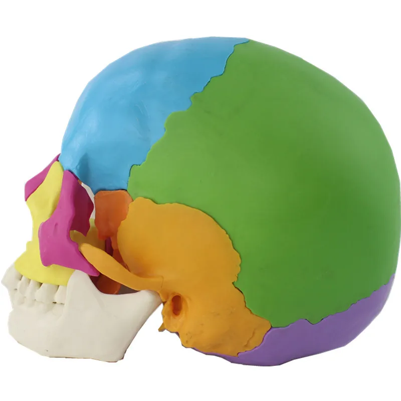 Disassembled Adult Osteopathic Anatomical Skull Model 22 Part 1:1 Life Size Didactic Colored Dental Power Human Medical