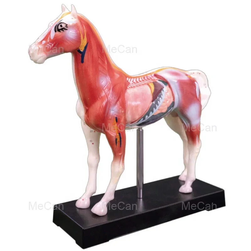 Hot Sale Animal Acupuncture Model Dog Acupuncture Model