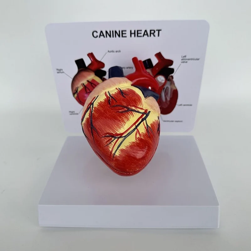 

Медицинская наука Модель сердца собаки Собачьи органы животного Сердце Анатомическая модель Студенты Ветеринарные учебные пособия