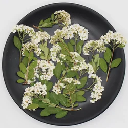 60pcs Dried Pressed Natural White Spiraea Flower Stalk Plants Herbarium For Jewelry Postcard Bookmark Phone Case Scrapbook DIY