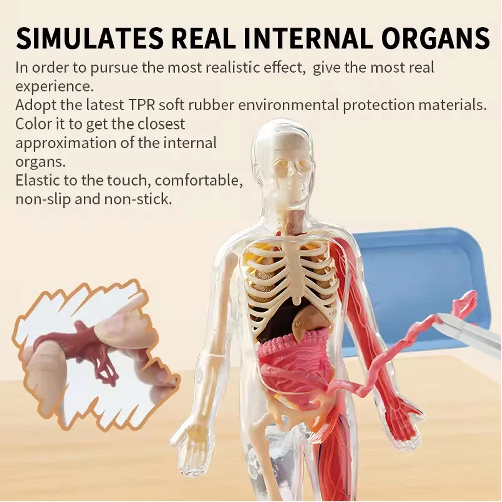 Glow in the Dark Human Skeleton Organ Anatomy Scientific Model Kit Assembly 3D Educational Human Body for Kids Chiristmas Gifts