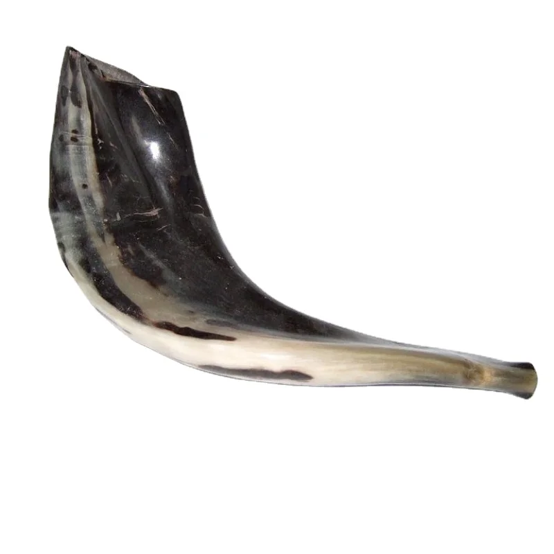 Israel Ram's Horn Shofar Fine Polished 12~14 Inches Jewish Religious Use In Moderrn Jewish Prayer Shoh-FAR