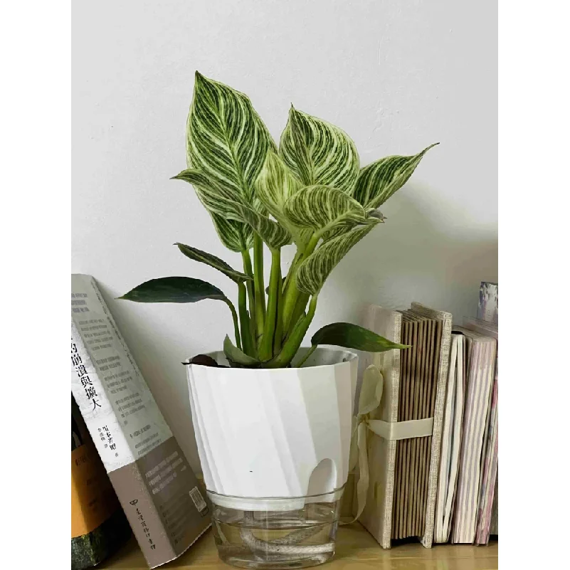 Lazy Hydroponic Flower Pot Automatic Water-Absorbing Flowerpot Transparent Double Layer Plastic Self Watering Planter Office