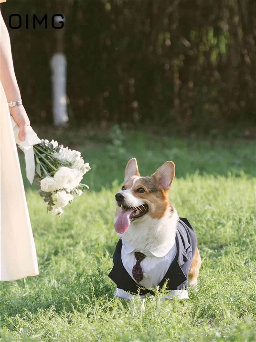 OIMG-Terno de duas peças falso cão com gravata, Pet Tailcoat, Cavalheiro de casamento, Corgi Shiba Inu, Border Collie, cães grandes