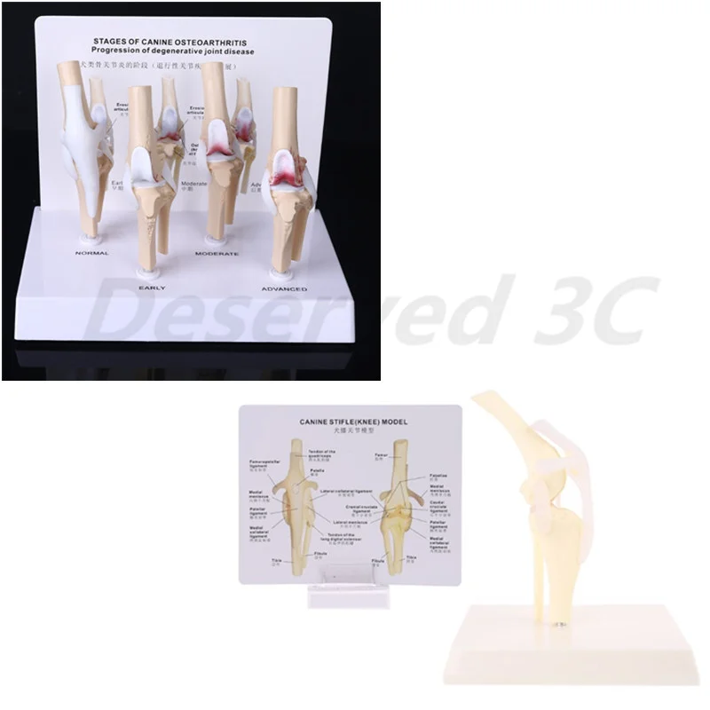 

Animal Dog Canine Knee Joint Model Skeleton Veterinary Teaching Research Display