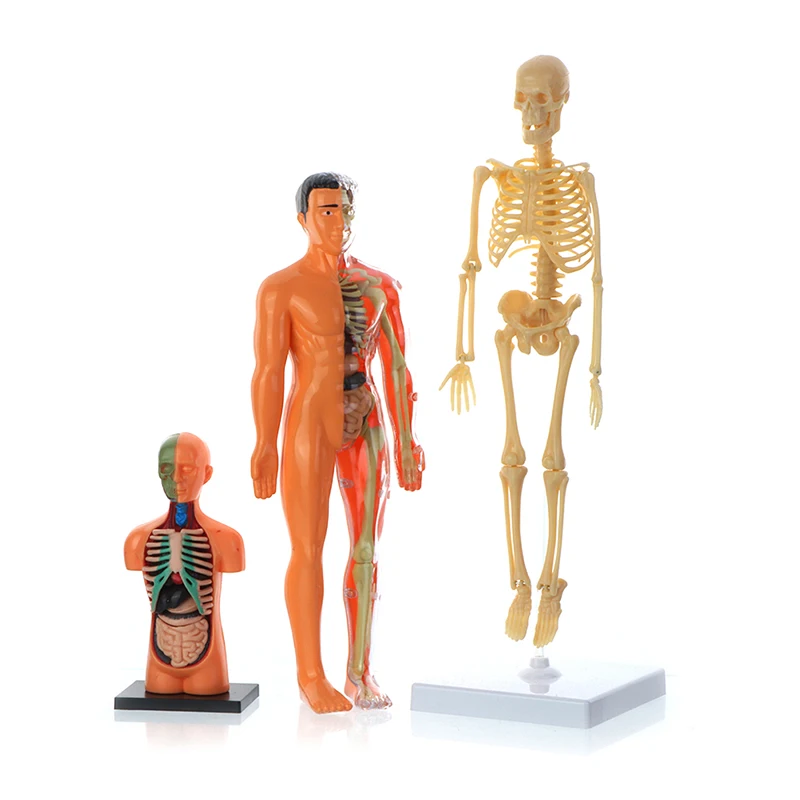 Anatomy Model For Kids Human Torso Anatomy Model Removable Human Body Model For Medical Student Educational Science Learning 1PC