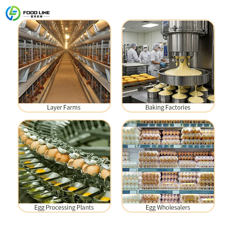 Egg Grading and Sorting Machine 4500Pcs/H Stable Screening Equipment for Medium‑Scale Egg Packing Line Customized