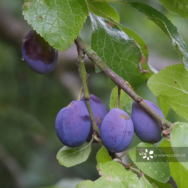 Skydroid Camera C01…