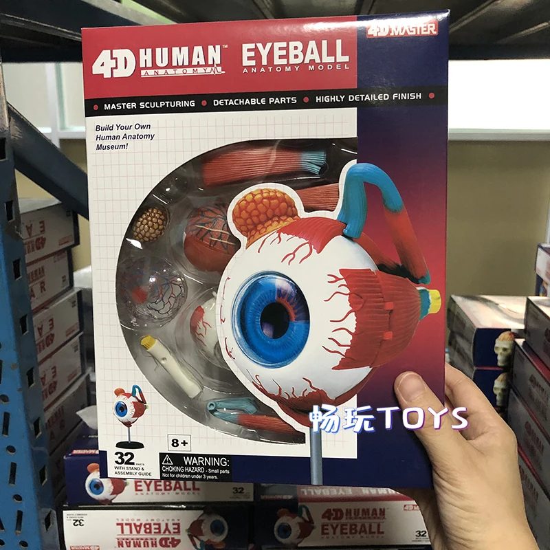 Modelo de ojo humano 4D MASTER Orbit Eyeball desmontable, herramienta de enseñanza artesanal, equipo educativo, modelo anatómico, 32 Partes, 26054