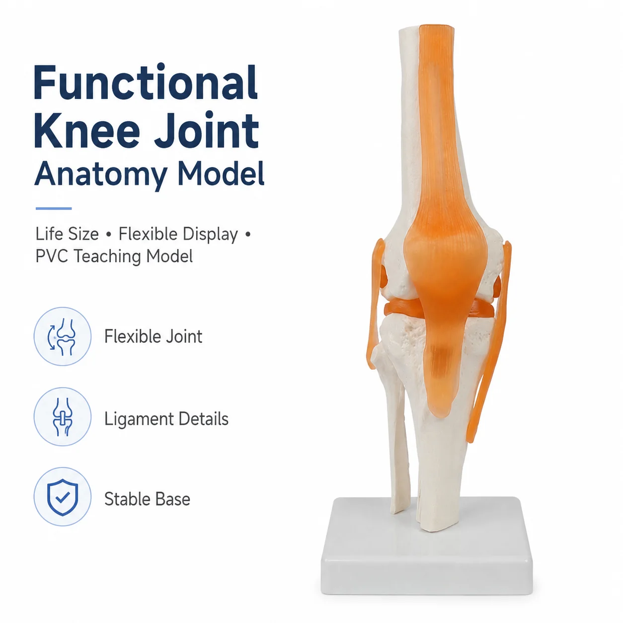 Modèle anatomique fonctionnel de l'articulation du genou avec détails des ligaments, modèle pédagogique flexible en PVC avec base de présentation