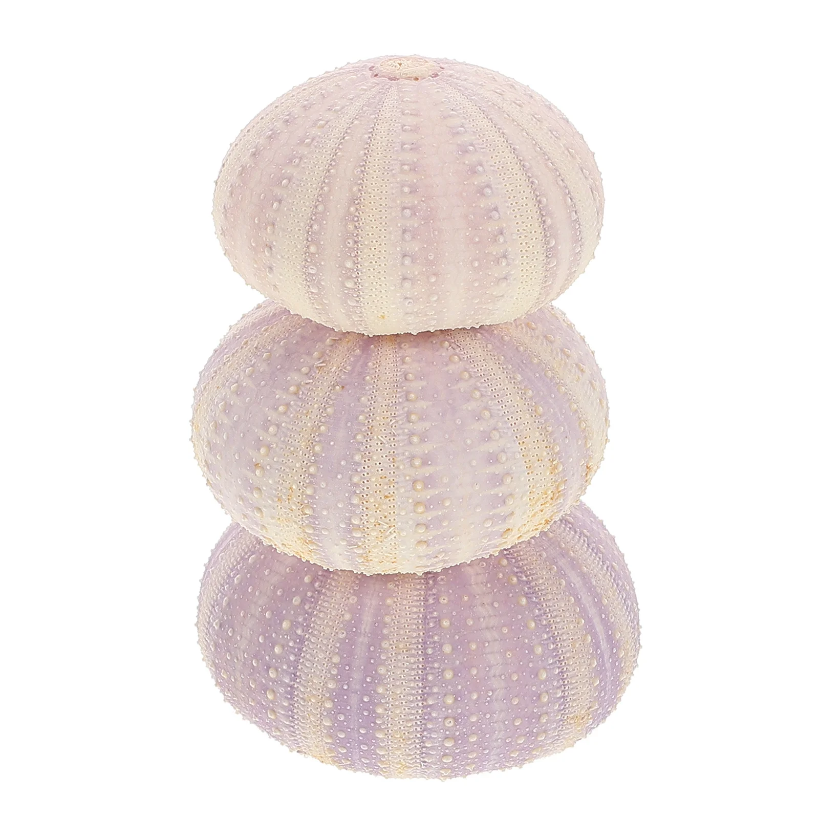 

3 Pcs Sea Urchin Shell Decoration Fish Aquarium Decorate Desktop Ornament Tiny Conch