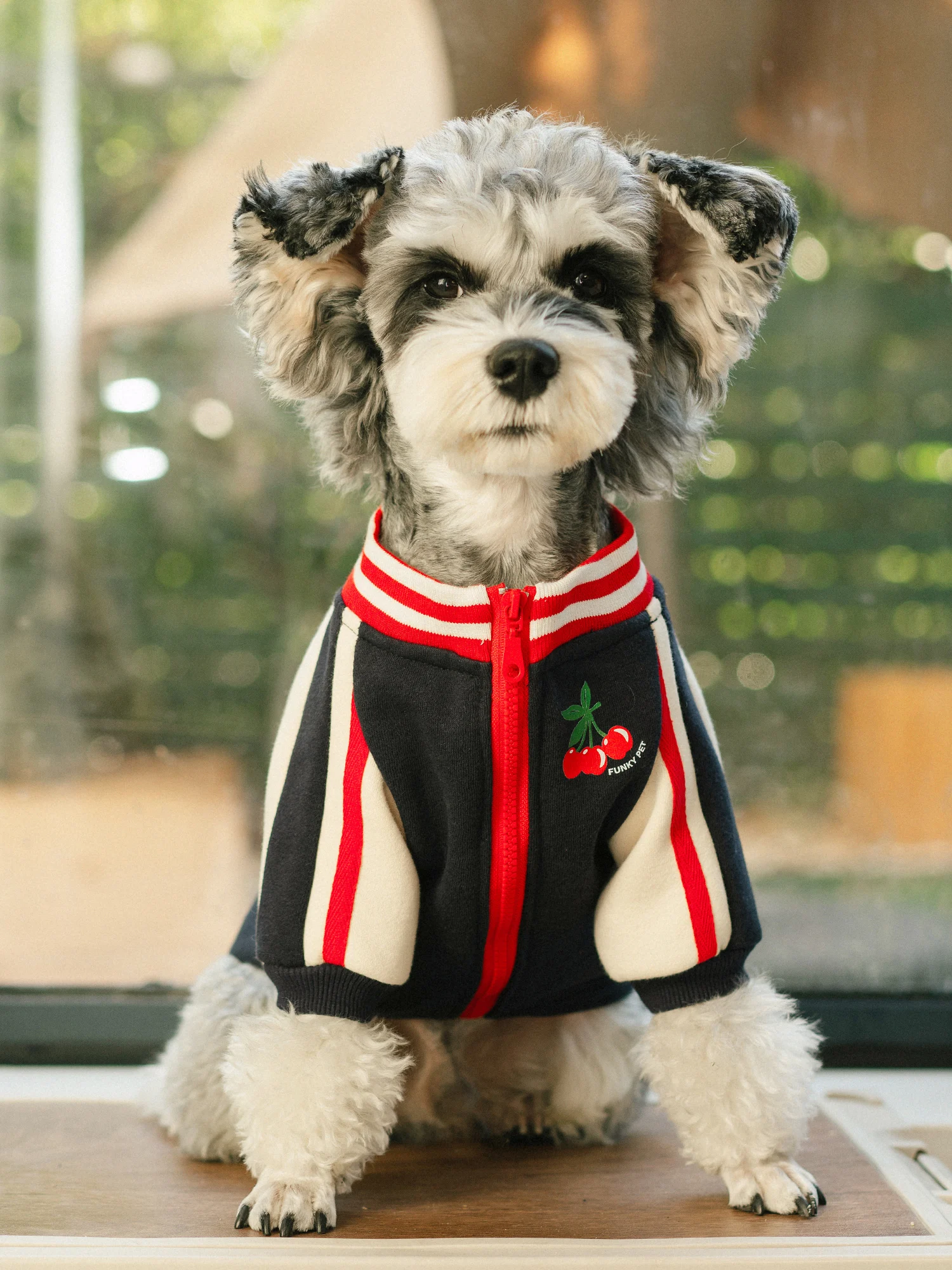 Dog Hoodie to Keep Your Fuzzy Friend Stylish and Cozy, Ideal for Small and Medium Breeds