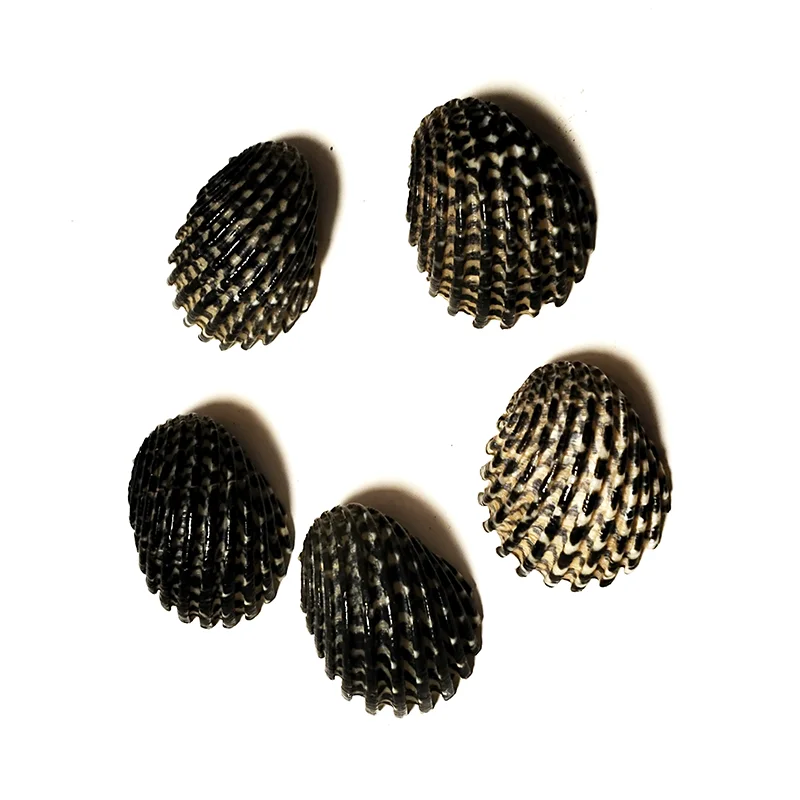 5 PCS Mini Black Shells Natural Nerita Exuvia Seashell For Specimen DIY Aquarium Landscape Ocean Nautical Home Decor (2cm-2.5cm)