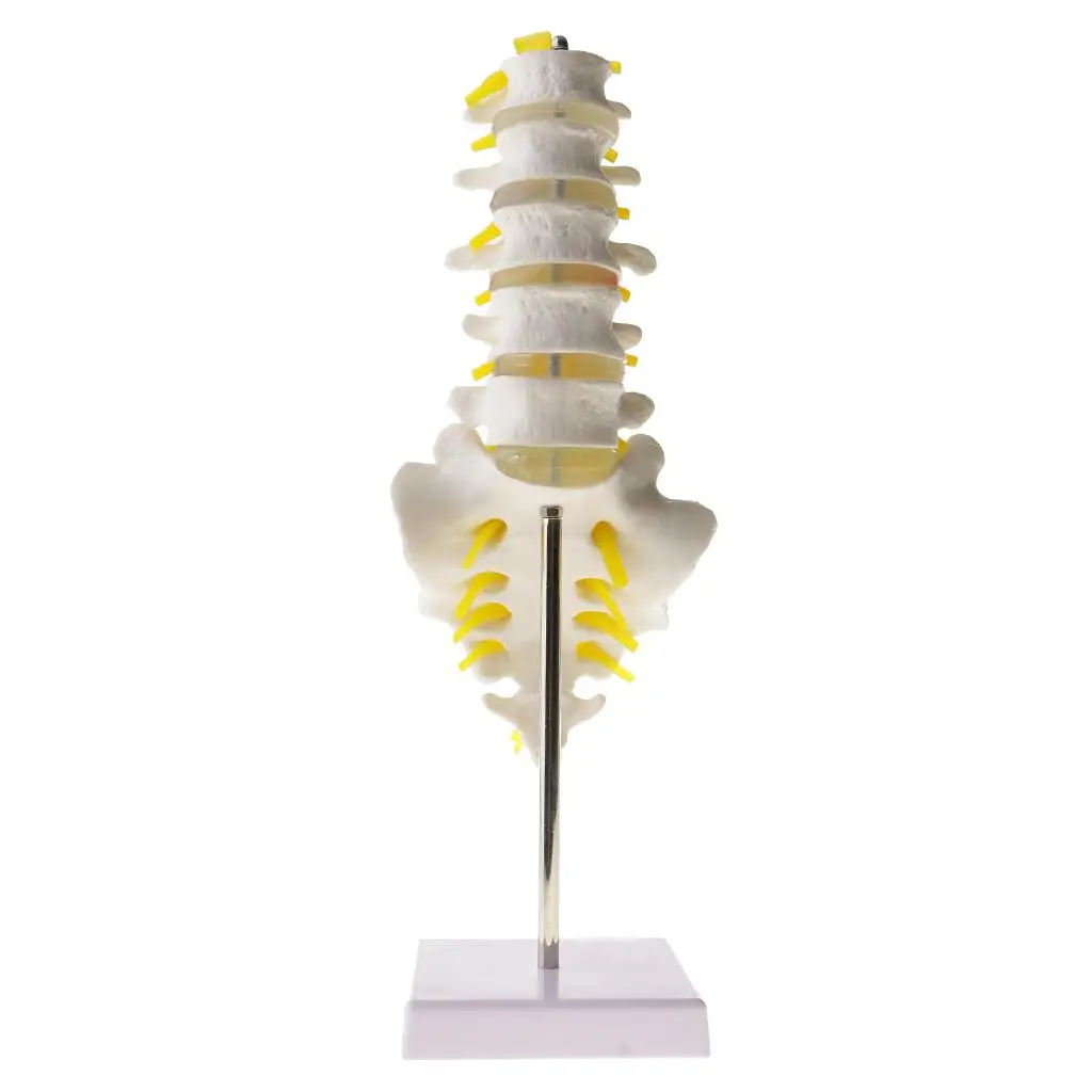 1:1 Human Spine  Vertebrae W/Sacrum Coccyx Skeleton Model Kits