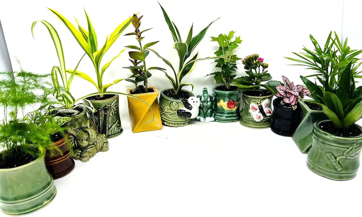 

Easy to Care Plants Collection- 6 Pack 2'' Ceramic Pot -Live Houseplants