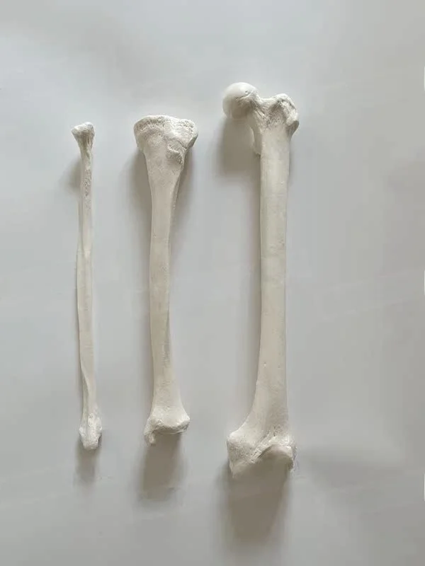 Modelo de Fêmur de Plástico com Simulação :, Modelo de Osso Humano, Modelo Estático de Húmero, Rádio e Tíbia, Brinquedo par...