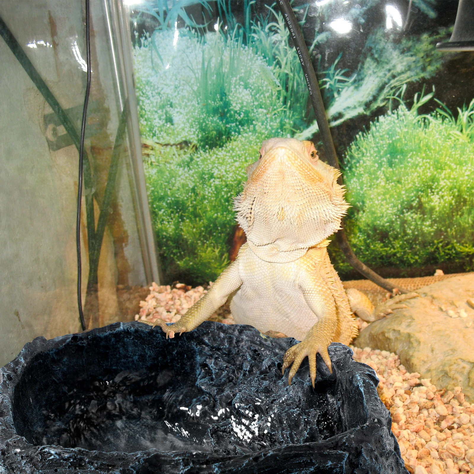 

2Pcs Reptile Water Bowl Resin Material Safe Reusable Simulated Food Container Tongs Gecko Lizard Tortoise