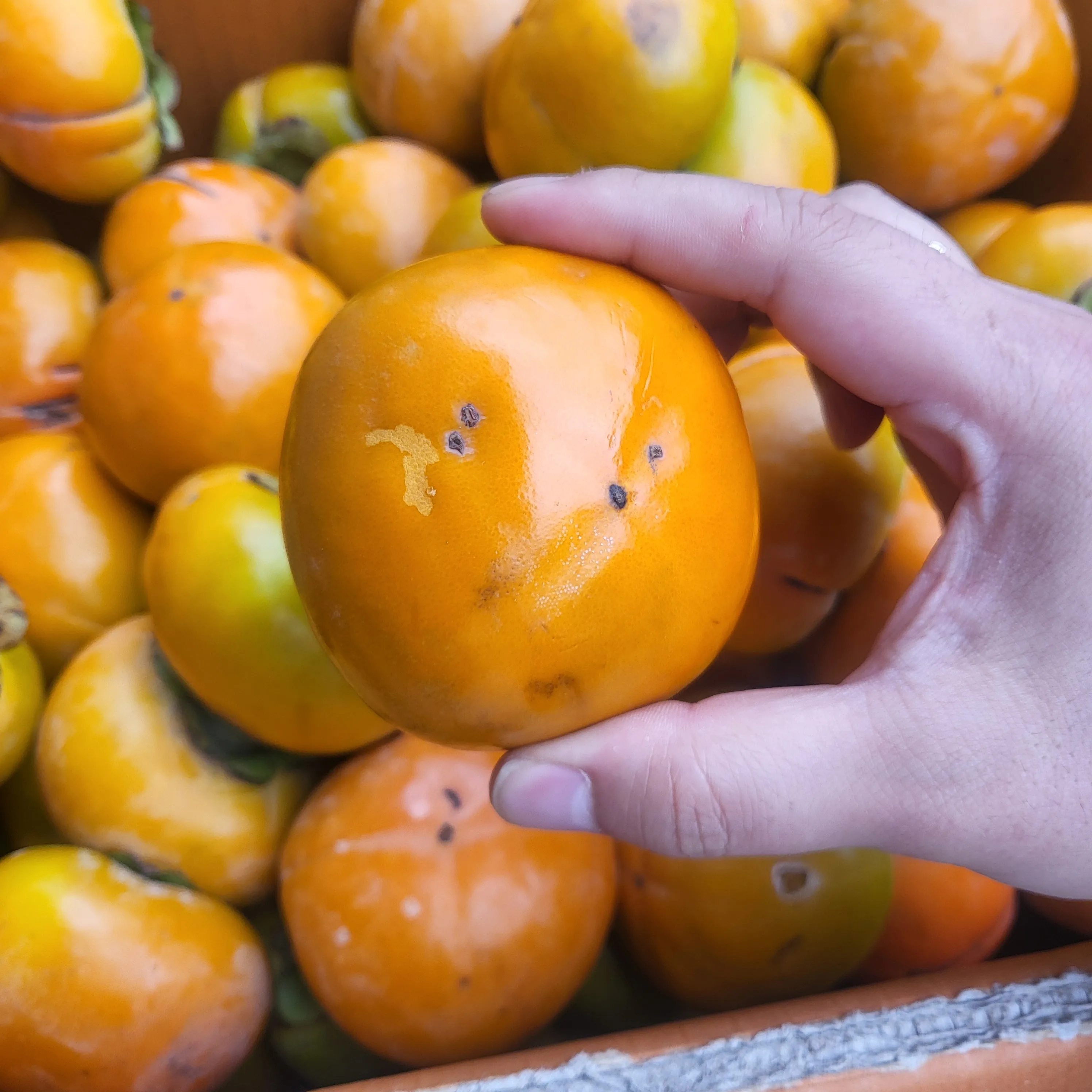 الفاكهة الموسمية الحلوة والمقرمشة للخريف/الشتاء، البرسيمون القبيح للاستخدام المنزلي [توزيع Shinheung]