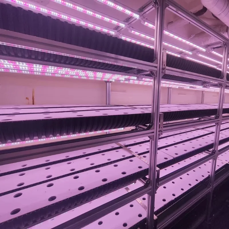 Serra per lattuga Coltura idroponica verticale Sistema agricolo Fattoria di contenitori per spedizioni