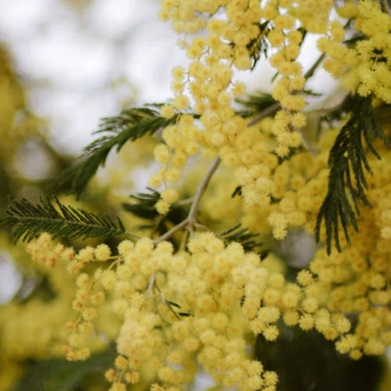 

2pcs/1pair iFlight Crystal LHCP RP-SMA Short Stubby Omni Antennas for Digital FPV Goggles