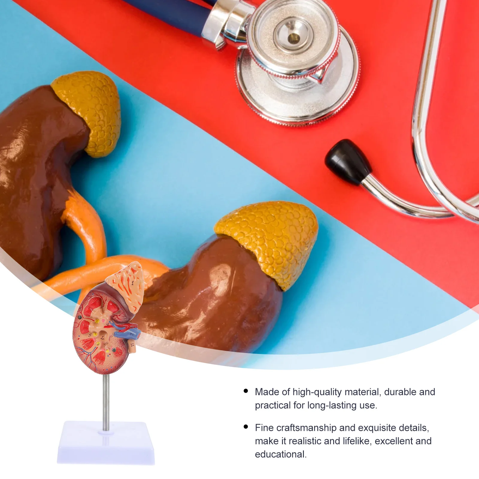 Kidney Model Digestive System Biology Demonstration Dna Anatomy Organs Models Human Prop Hume Body